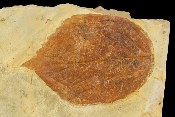Fossil Leaf (Beringiaphyllum) - Montana #93669